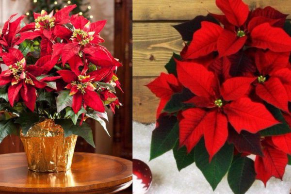 Почему стоит подарить свекрови пуансетию