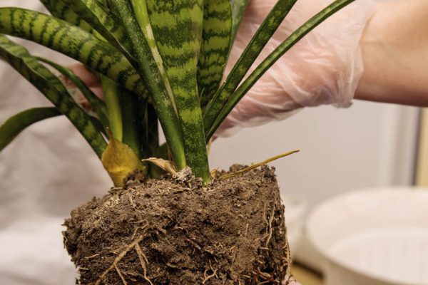 О чём не знают беспечные хозяева «тещиного языка»