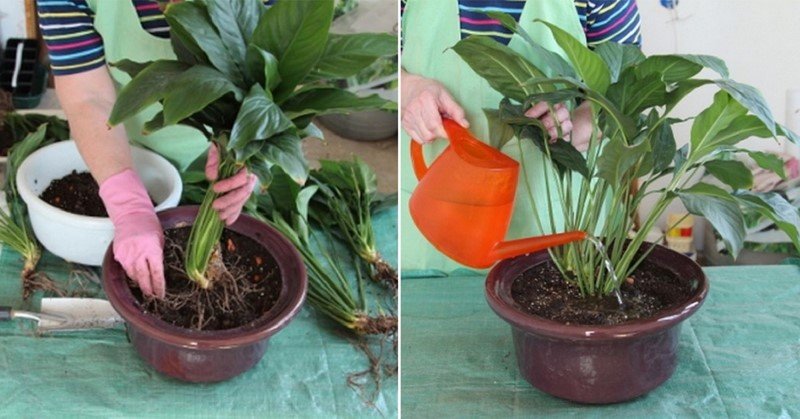 спатифиллум болезни