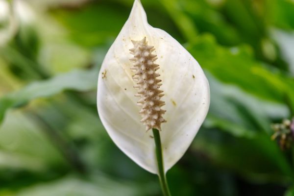 Уход за спатифиллумом в домашних условиях