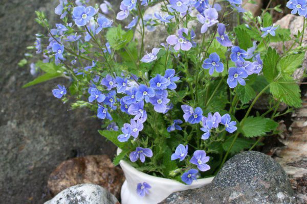 Какой многолетник приживется в запущенном саду