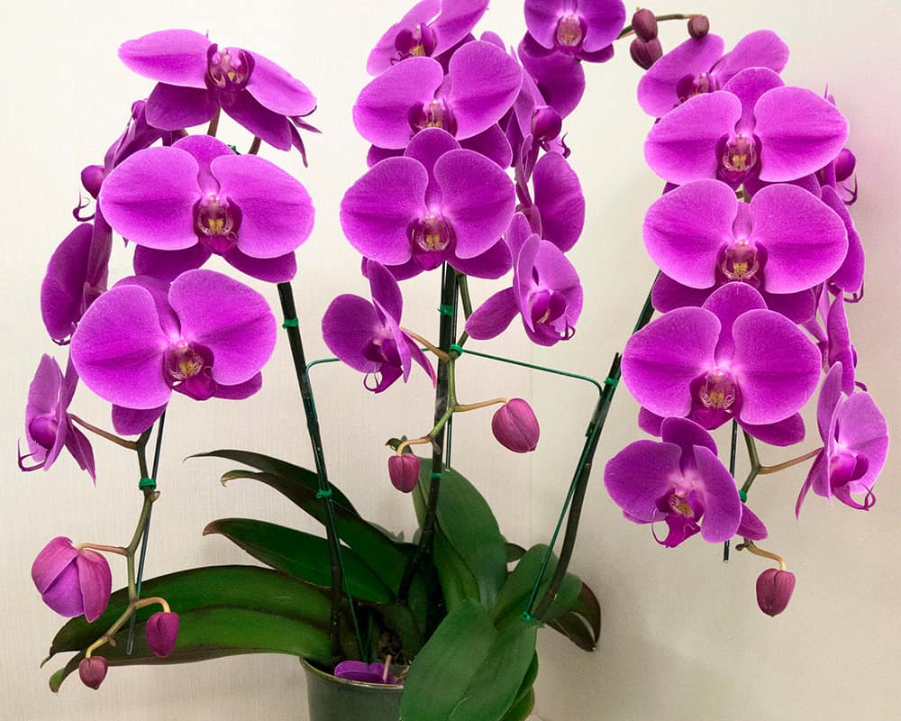 орхидея детки на цветоносе