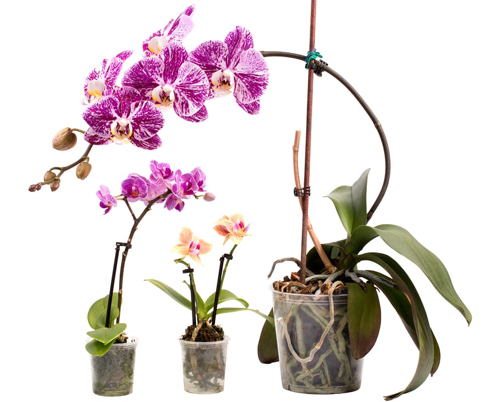 детка орхидеи на цветоносе