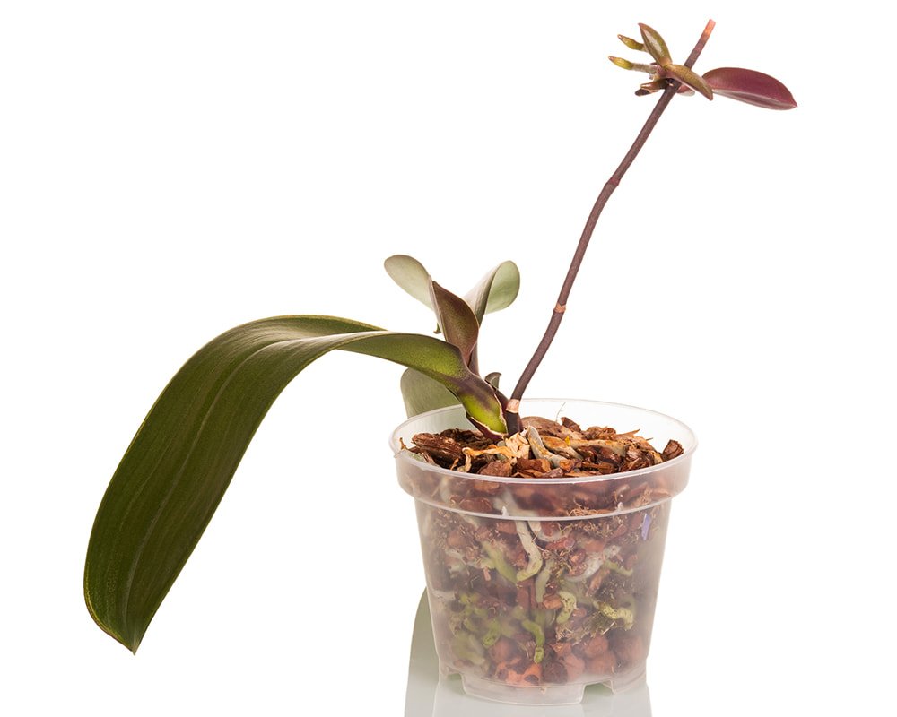 орхидея пересадка и уход в домашних