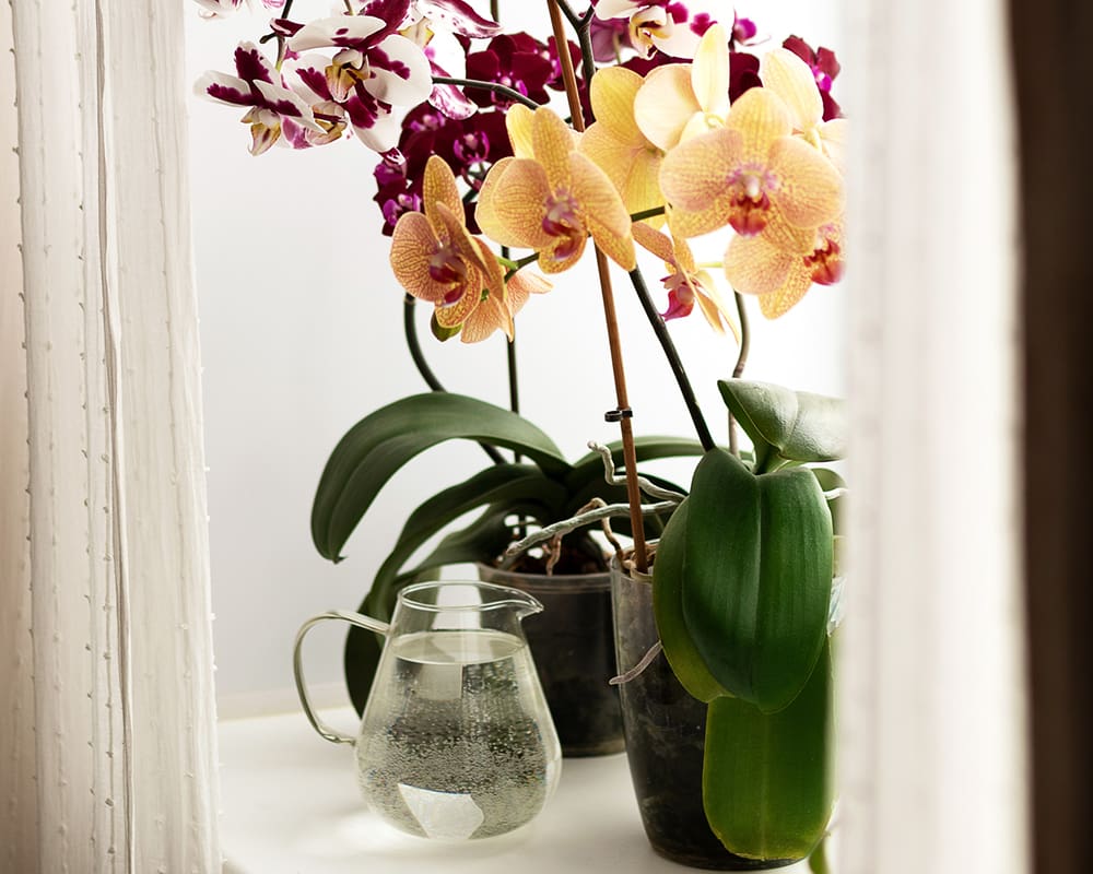 орхидея пересадка и уход
