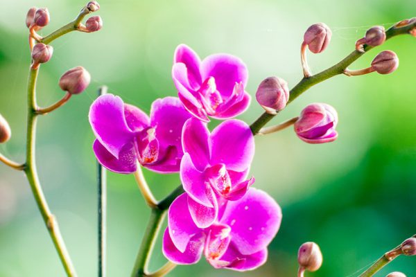 От чего зависит толщина и длина цветоносов орхидей