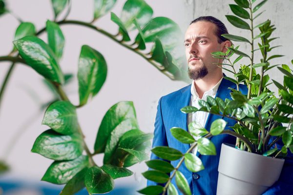 Мама подарила долларовое дерево, доходы семьи резко повысились