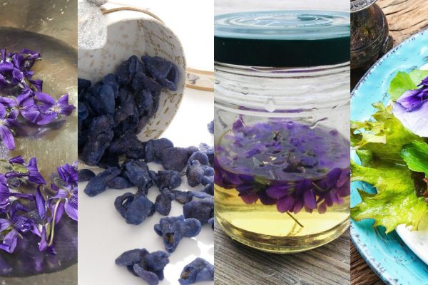 Что можно приготовить из фиалок