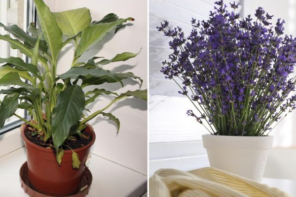 Какие растения перенести в спальню, чтобы муж бежал туда со всех ног и всегда был в хорошем расположении духа