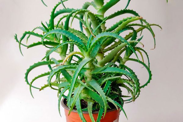 Что происходит в домах, где растет алоэ