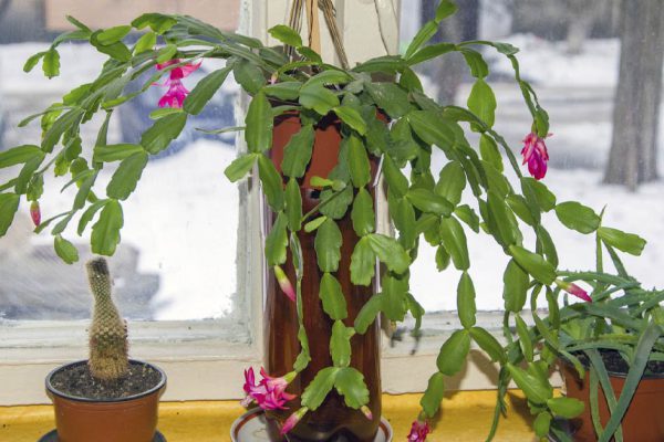 В каких домах декабрист цветет два раза в год или больше