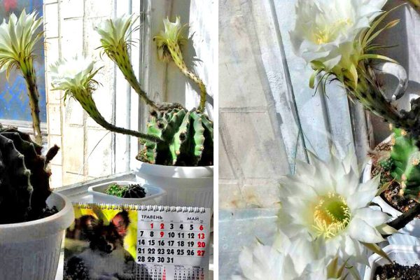В прошлом году у моей подруги впервые за 10 лет зацвели кактусы, через месяц она…