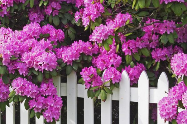 Как вырастить неприхотливый кустарник в саду