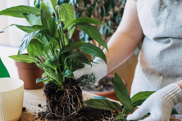 Пригрозила спатифиллуму, что выброшу, и распустились сразу три цветка размером с женскую ладошку