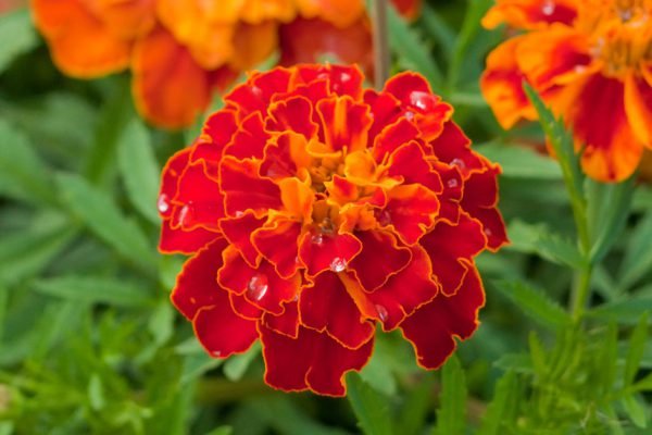 Бабушка сеет целую грядку бархатцев, но не для красоты, это не просто цветы, а настоящий эликсир бодрости и долголетия