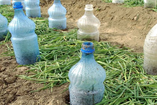 Опытные дачники срезают верхушки у пластиковых бутылок, ведь скоро весна