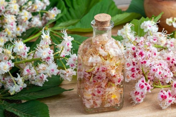 A bottle filled with horse chestnut blossoms and alcohol, to prepare homemade tincture