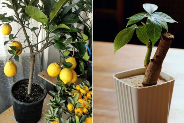 Какие цветы разместить на кухне, чтобы в доме водились деньги