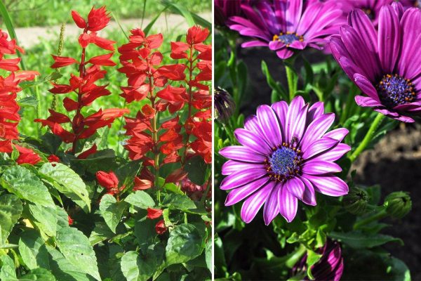 Что сеет в марте ленивая дачница, чтобы цветы всё лето пахли на весь дом