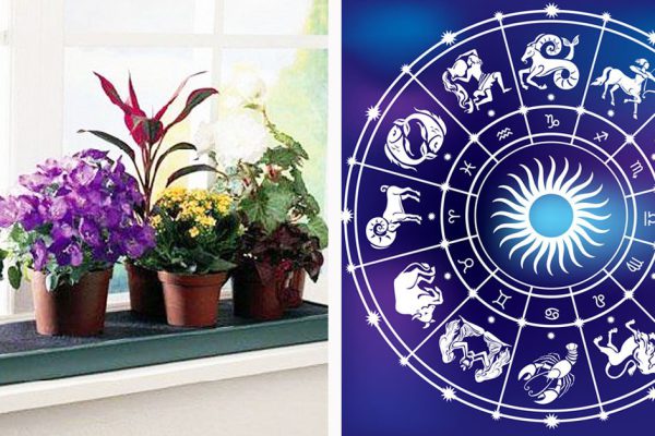 Какое комнатное растение подарить