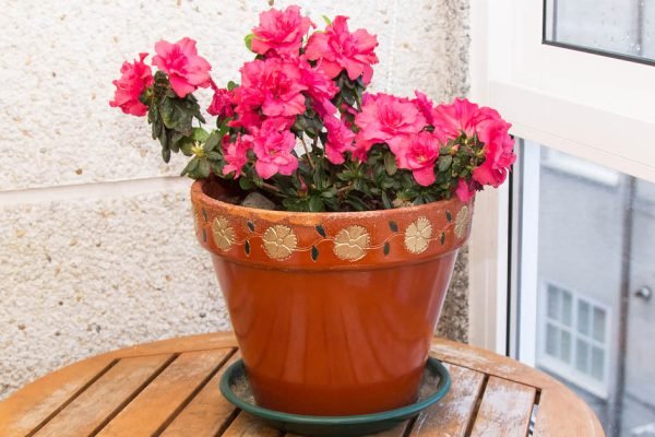 Если желаешь людям благополучия, никогда не дари им цветок в горшке, это не к добру