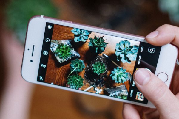 Знаки зодиака, у которых хорошо принимаются и растут растения