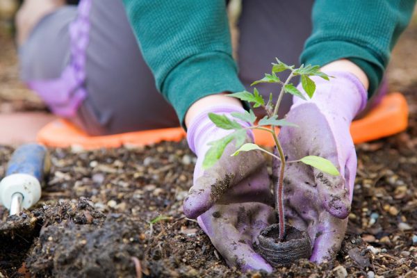 Closeup image of woman's hands in gardening gloves planting tomato