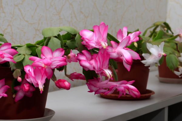 Добавь это в воду для полива декабриста, он вмиг вернет свои цветы и будет осыпать тебя ими круглый год