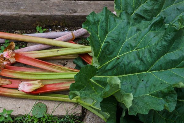 Leaves of rhubarb growing in the garden. First vitamins