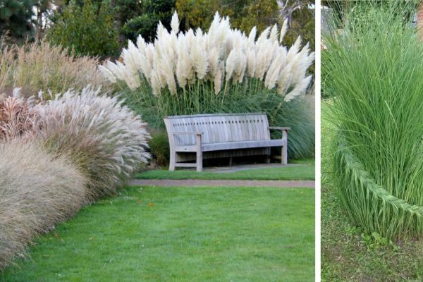 Какие злаковые травы посадить на участке