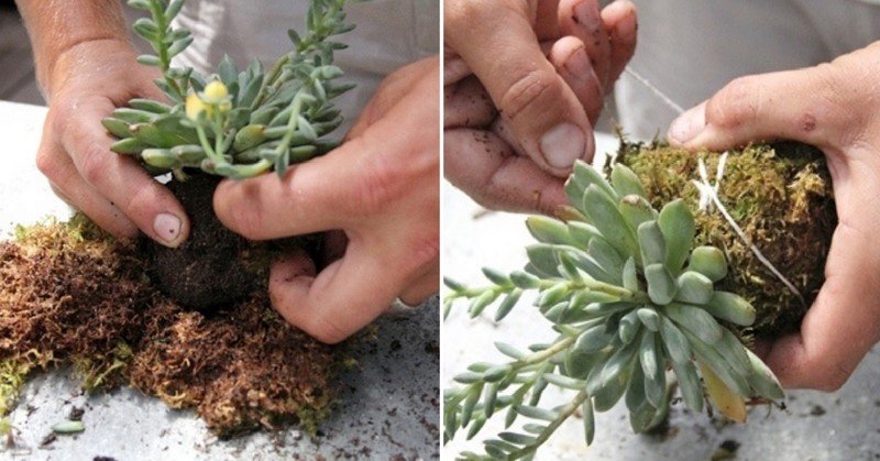 домашние растения фото