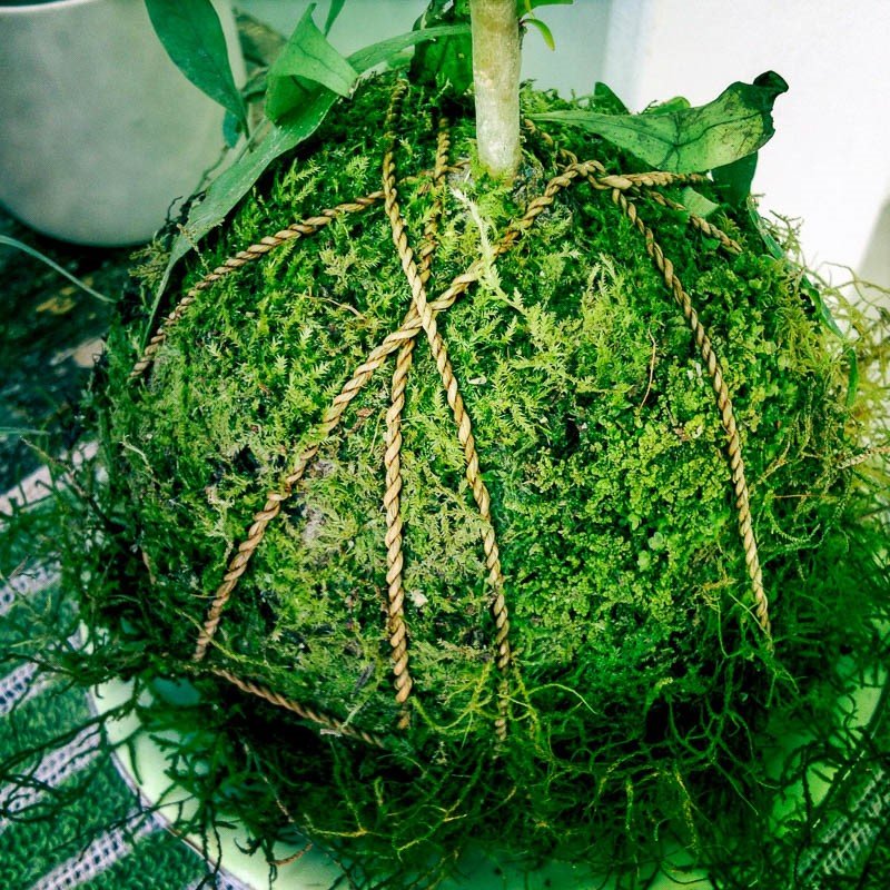 домашние растения картинки