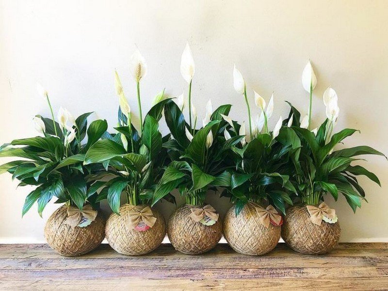 домашние растения в интерьере