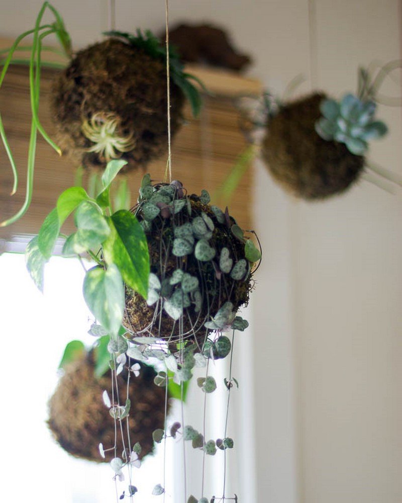 декоративные домашние растения