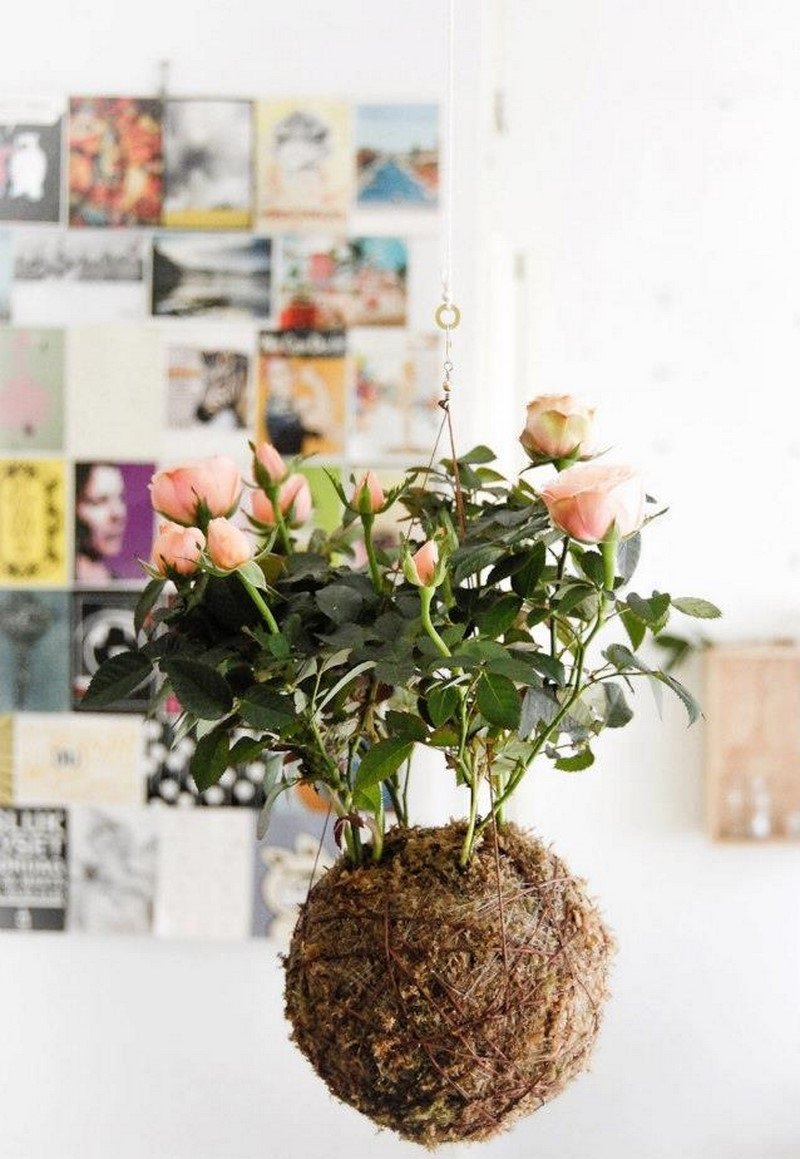 модные домашние растения