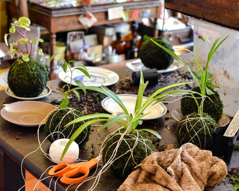 кокедама своими руками