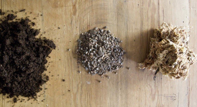 кокедама орхидея