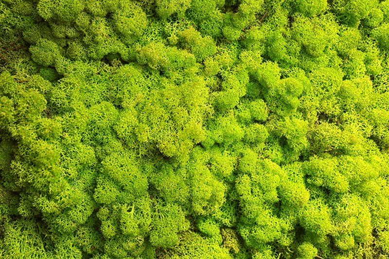 кокедама это