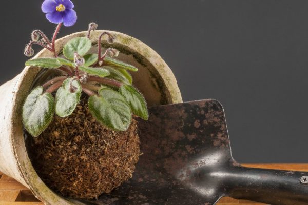 Still life with blooming violet and garden shovel over grey background