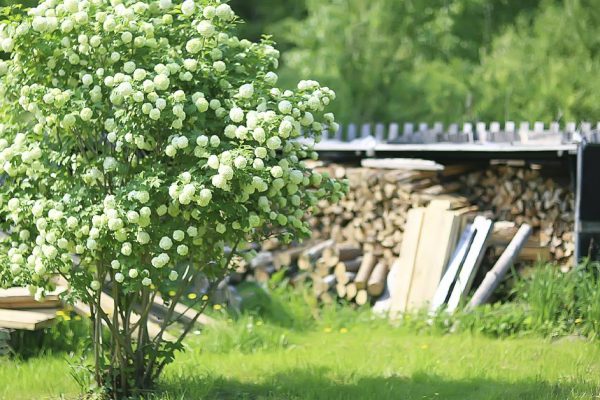 Кусты, без которых на даче сыро, пустынно и неуютно