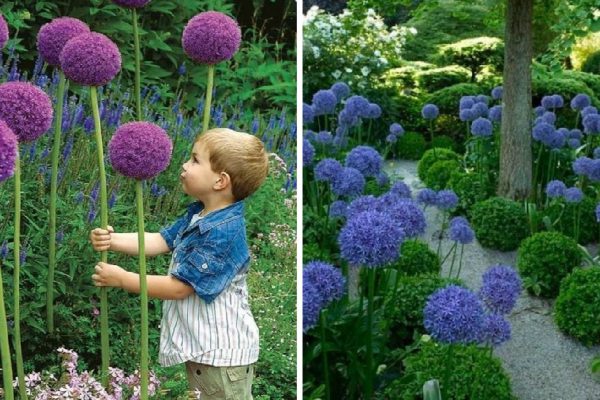 Зачем выращивать декоративный лук на дачном участке