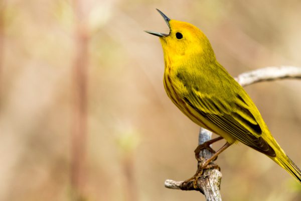 Когда день весеннего равноденствия в 2023-м и что не стоит делать в эту особенную дату