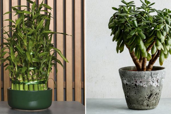 Запыленные листья денежного дерева могут притянуть беду в дом, только дремучие хозяева забывают их протирать