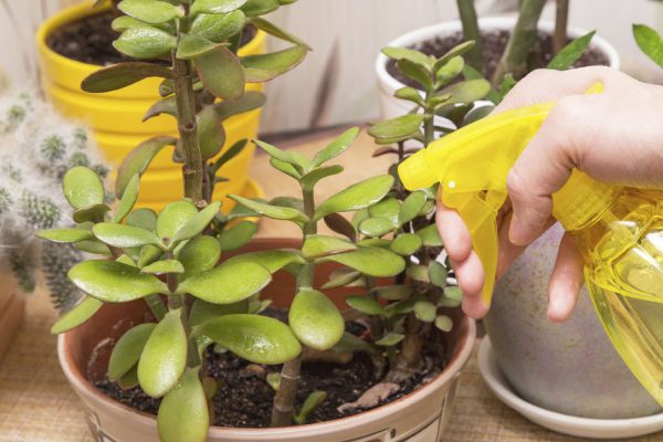 Денежное дерево не любит излишнюю влагу, но на сухом пайке его тоже держать не нужно, вносим удобрение по графику