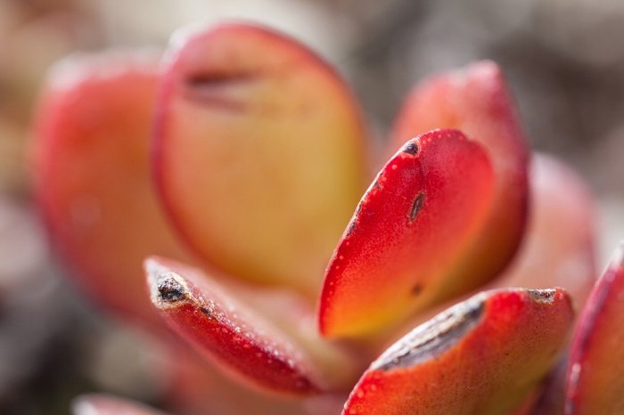 уход за денежным деревом в домашних условиях