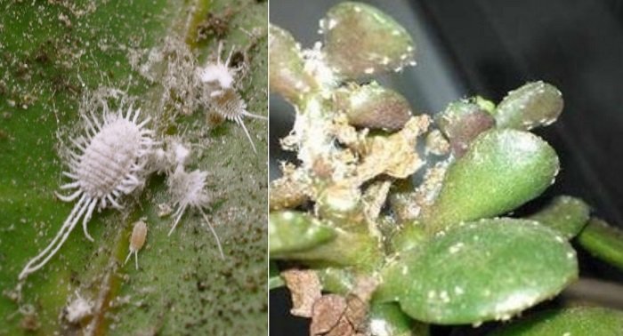 уход за денежным деревом обрезка