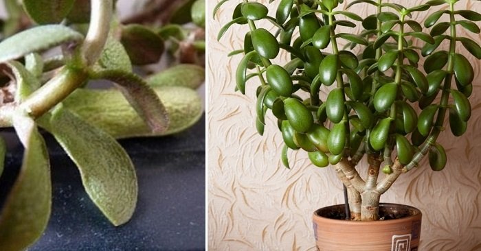 уход за денежным деревом толстянкой