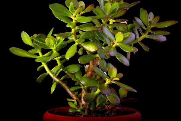 Правила ухода за денежным деревом