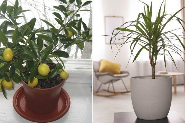 Семь роскошных деревьев, которые можно вырастить прямо в квартире