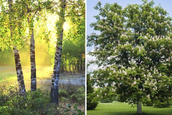 Какие деревья выкачивают энергию из людей, словно настоящие вампиры